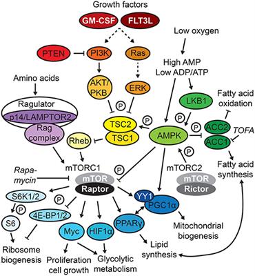 Metabolic Control of Dendritic Cell Functions: Digesting Information